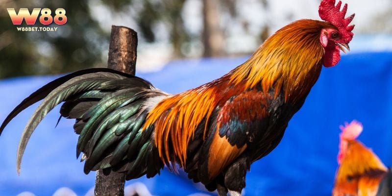 Một số cách luyện tập chăm gà cựa dao 